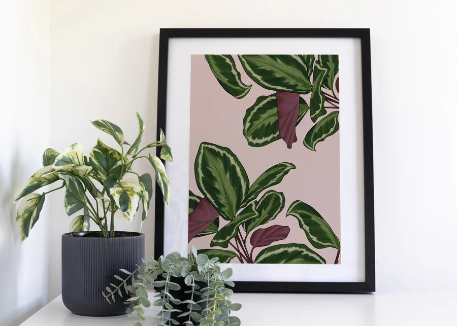 Calathea Pattern Houseplant A4 Print