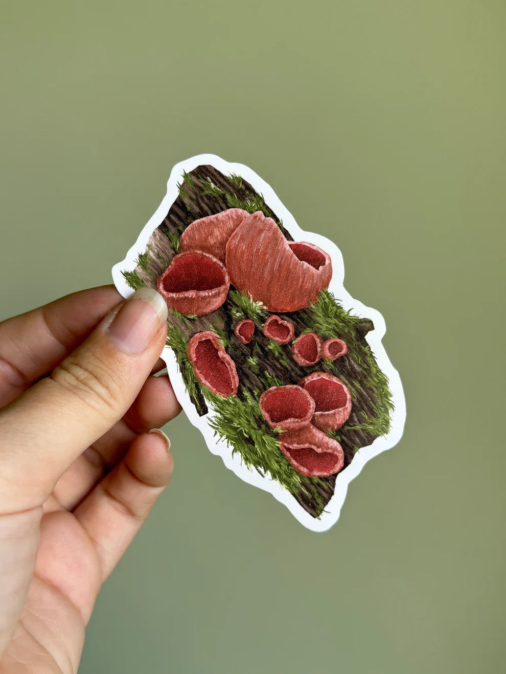 Scarlet Elf Cap Fungi Sticker