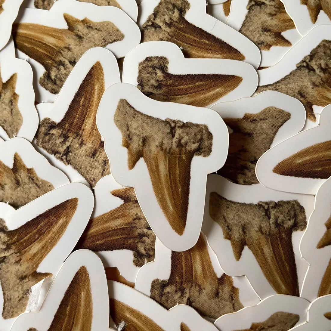 Prehistoric Shark Tooth Sticker