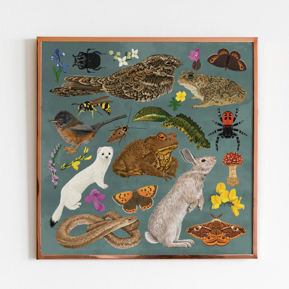 British Heathland Wildlife 210x210 Print