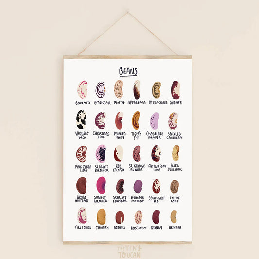 Bean Seed A4 Print