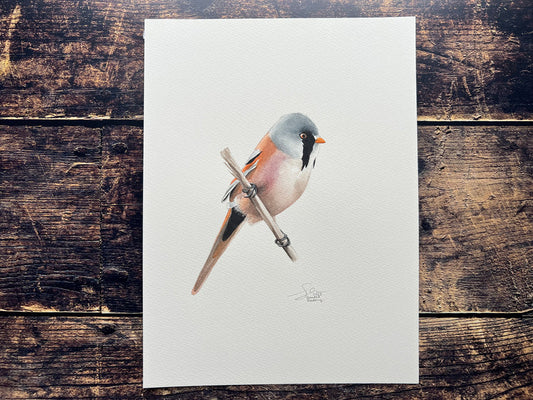 Bearded Reedling A5 Print