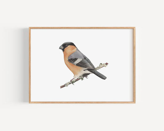 Bullfinch Print