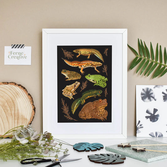 British Amphibians Illustrated Print